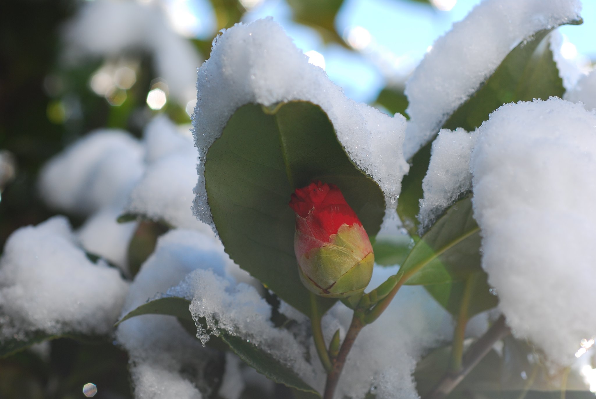 雪椿