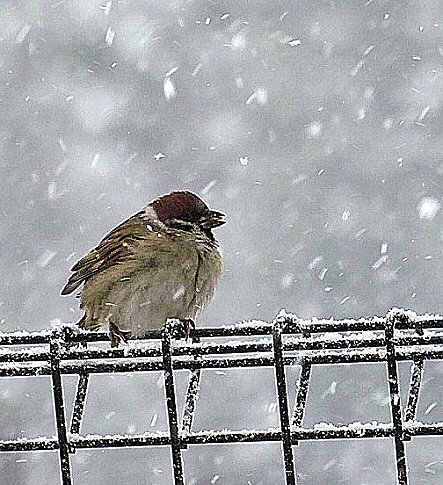 風雪に頑張って