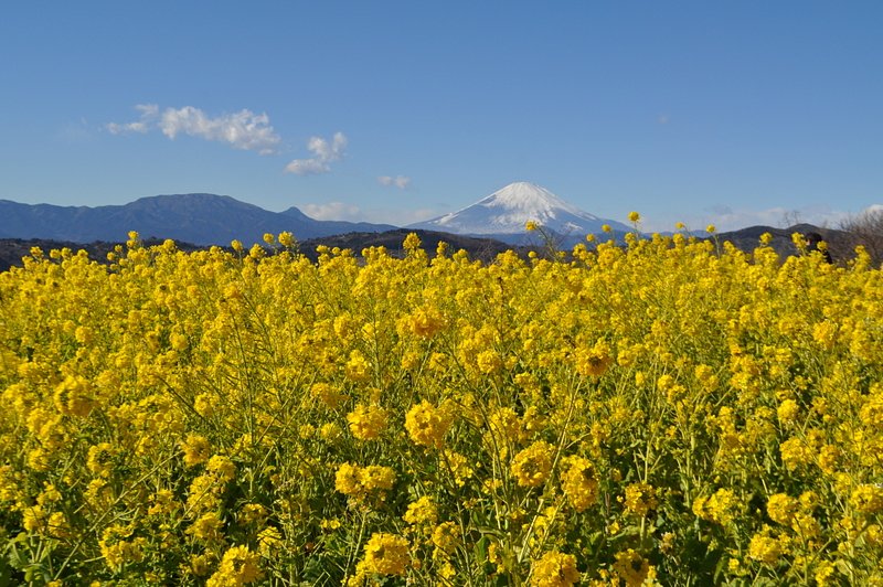 菜の花と富士山