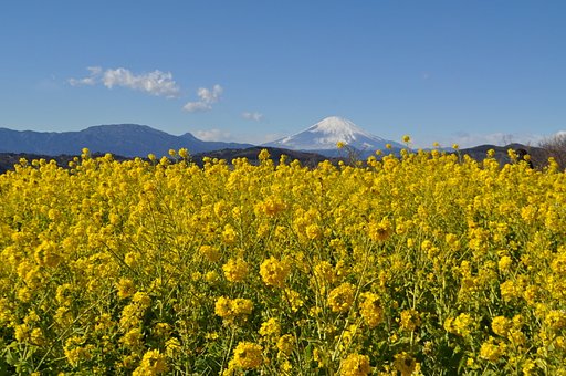 菜の花と富士山