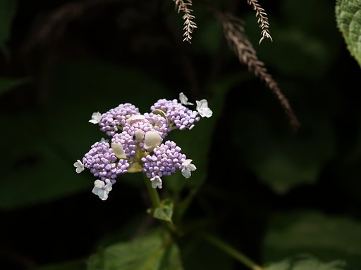タマゴから生まれる花;