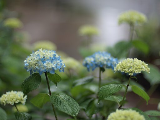 雨は友達その１
