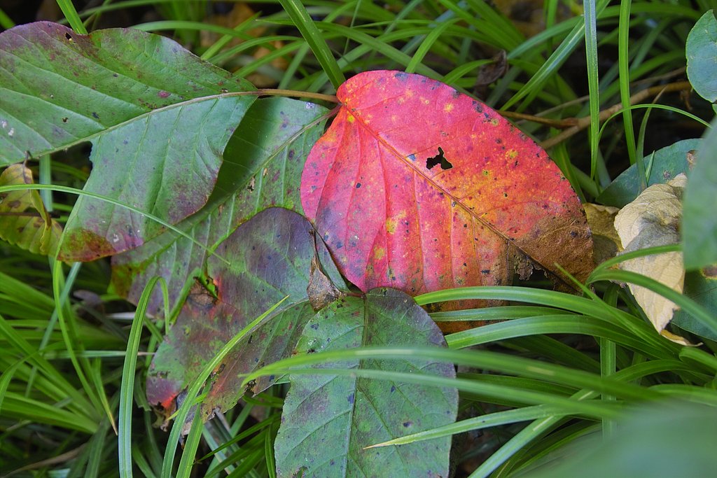 紅葉本番はまだまだ