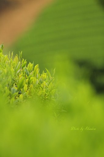 新茶の季節