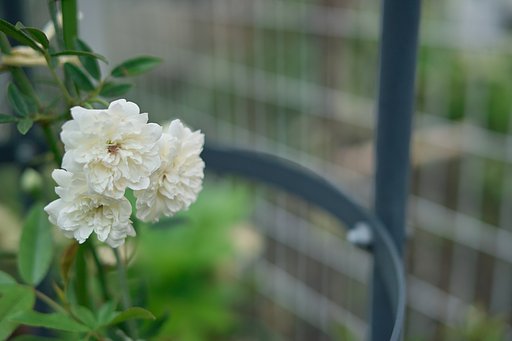 【質】　白モッコウ