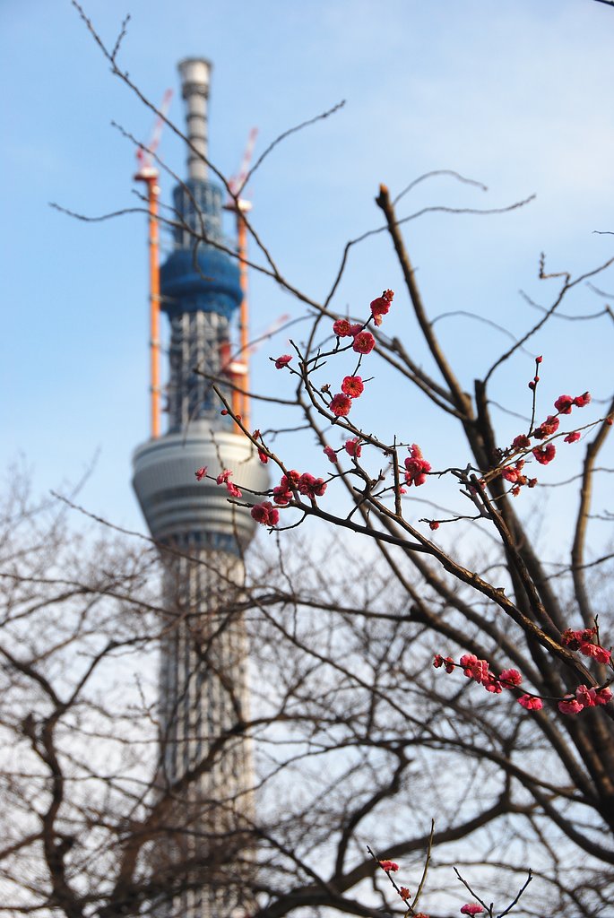 紅梅と東京スカイツリー