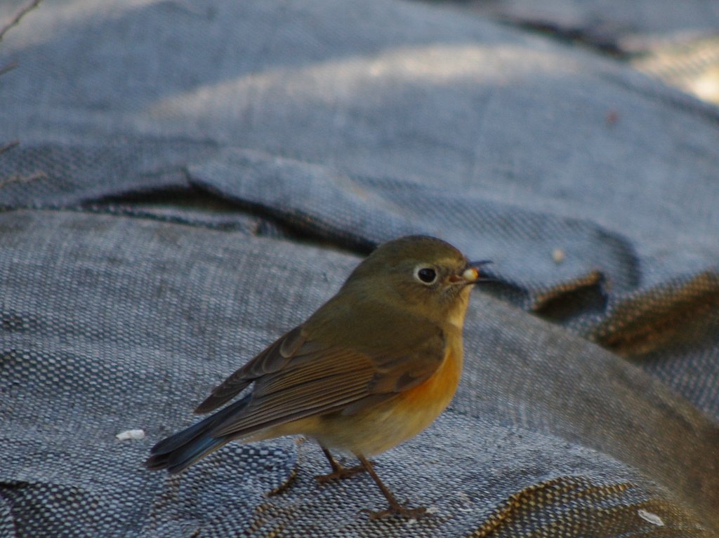 何かの実を食べてるルリビタキ♀タイプ