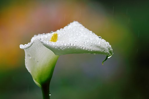 雨に濡れて