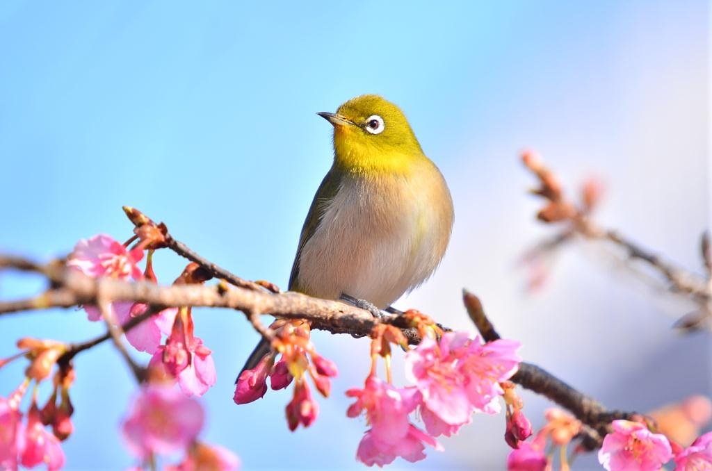 さくらメジロ