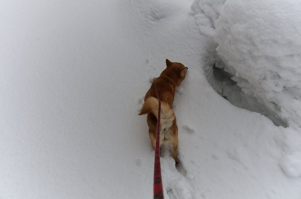 雪中の散歩