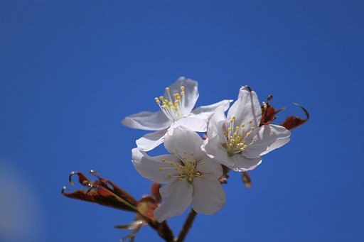 三姉妹