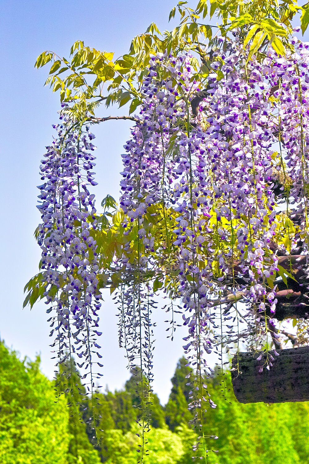 【質】　藤の花