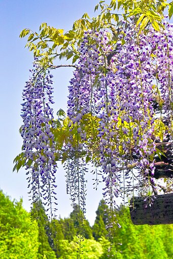 【質】　藤の花