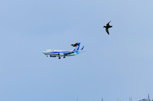 ＡＮＡとコガモ