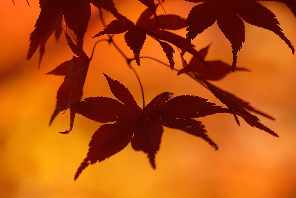地元紅葉です