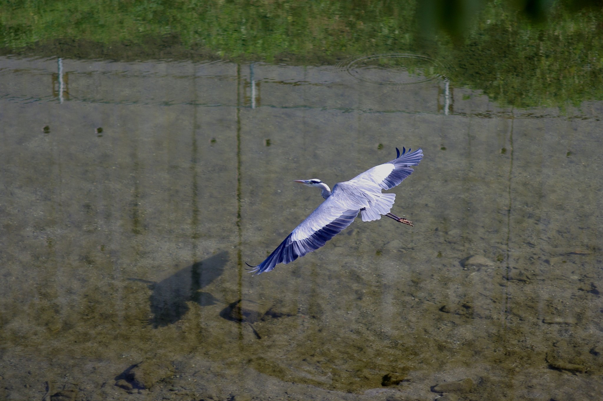 アオサギ着陸態勢
