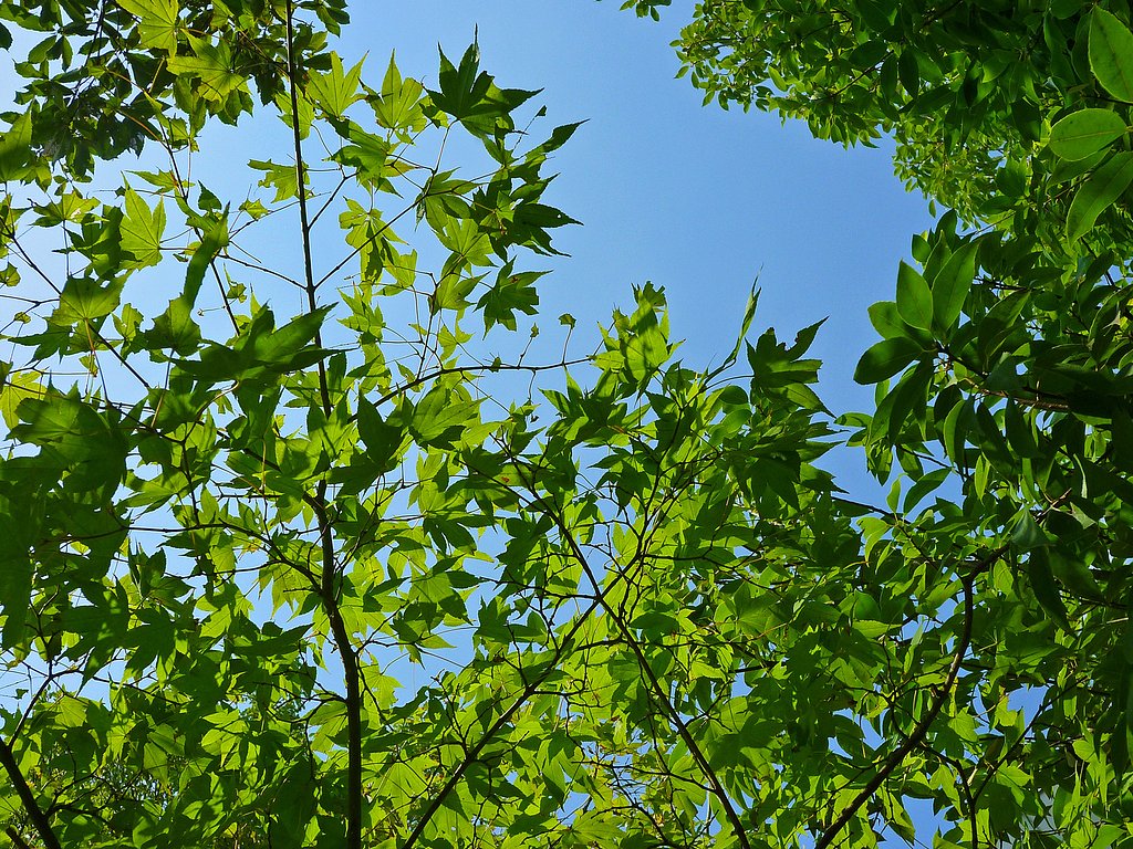 仰ぐ【空】