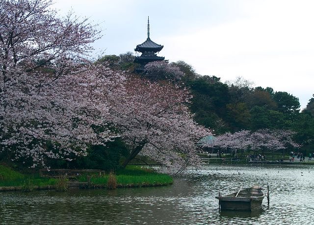 三渓園の桜