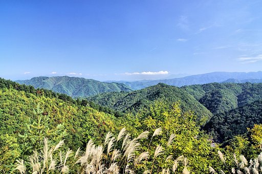 【空】　空　山　ススキ
