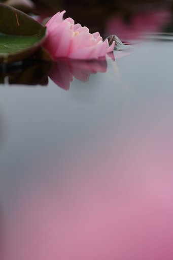 桃色睡蓮