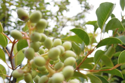 公園の木立の中から【空】を見上げる