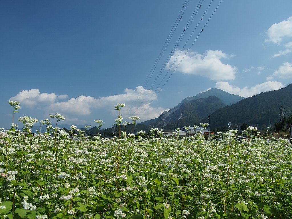 蕎麦の里より