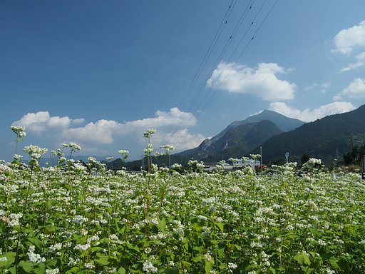 蕎麦の里より
