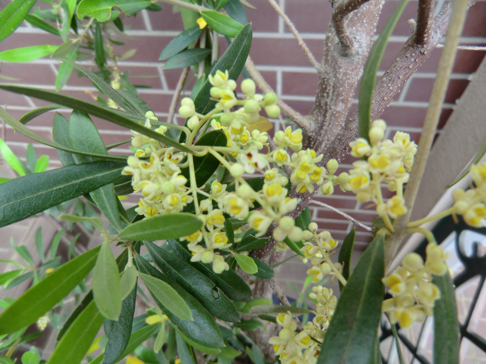 オリーブの花