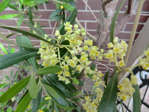 オリーブの花