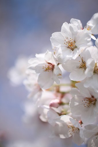 X50　桜