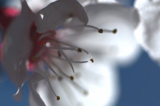 アンズの花に迫ってみました
