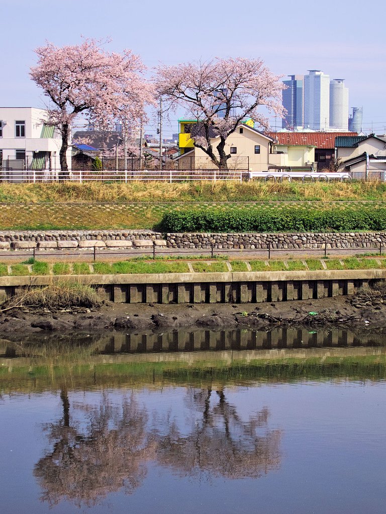 【おだやかに・・・春】 通りがかり夫婦桜