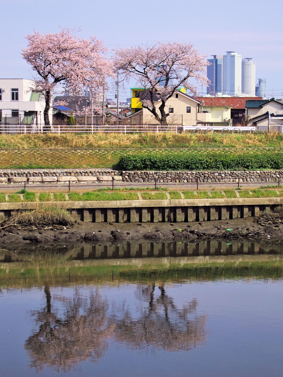 【おだやかに・・・春】 通りがかり夫婦桜
