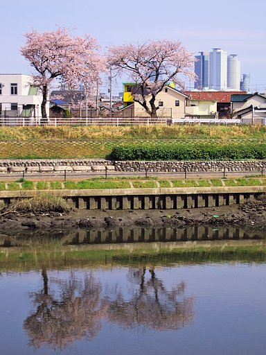 【おだやかに・・・春】 通りがかり夫婦桜