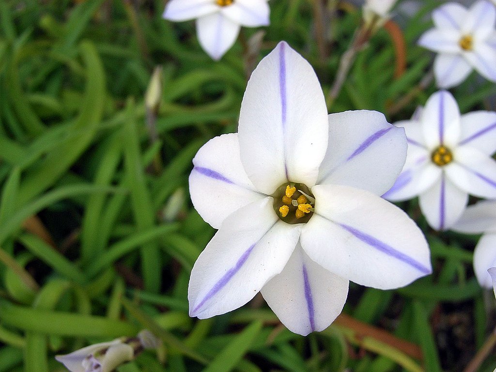 ハナニラ