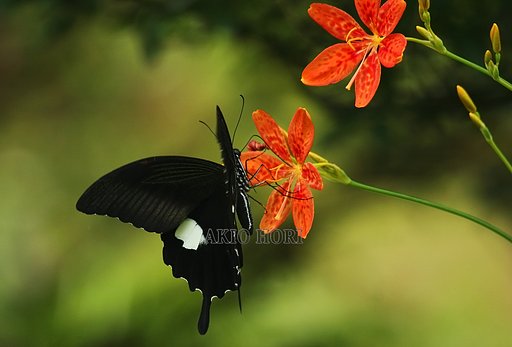 蝶よ花よと。