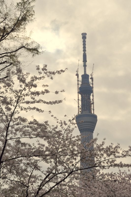 朝の隅田川公園
