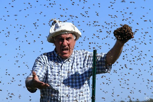 ぶんぶんぶん、蜂が飛ぶ♪