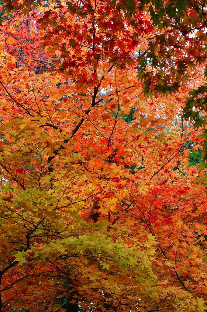 紅葉　70-200㎜