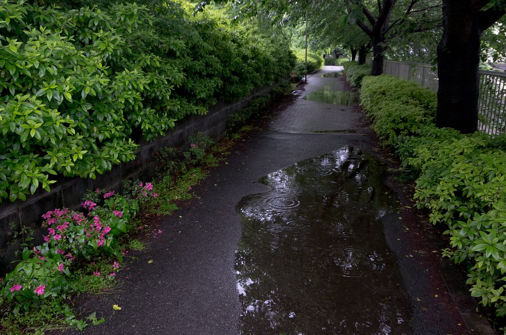 雨の小径