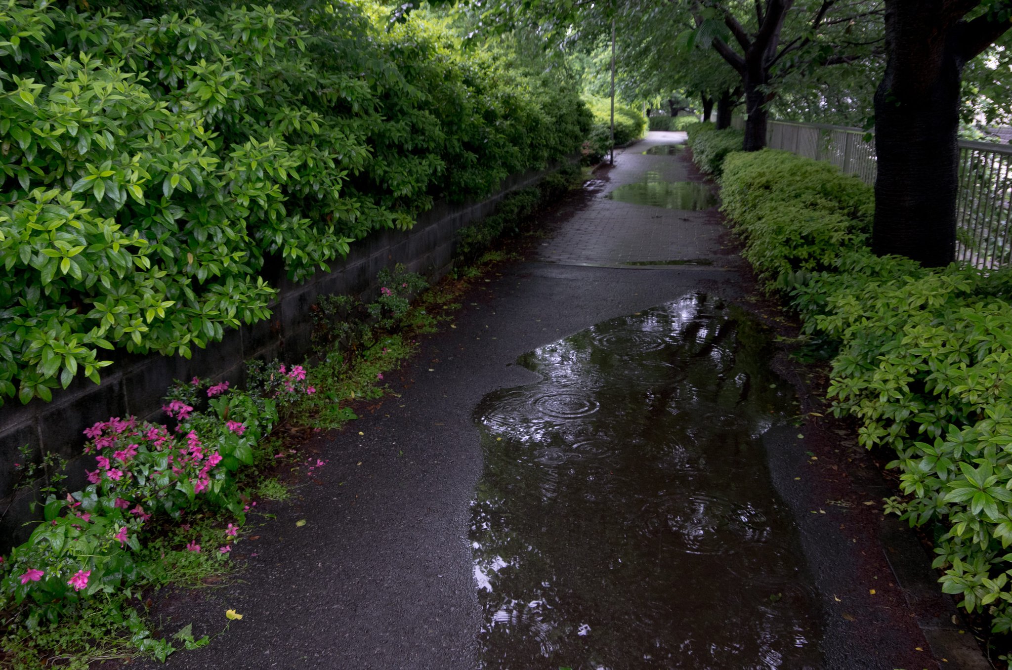雨の小径