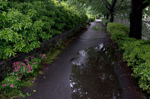 雨の小径