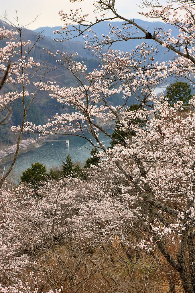 桜日和 Ver1