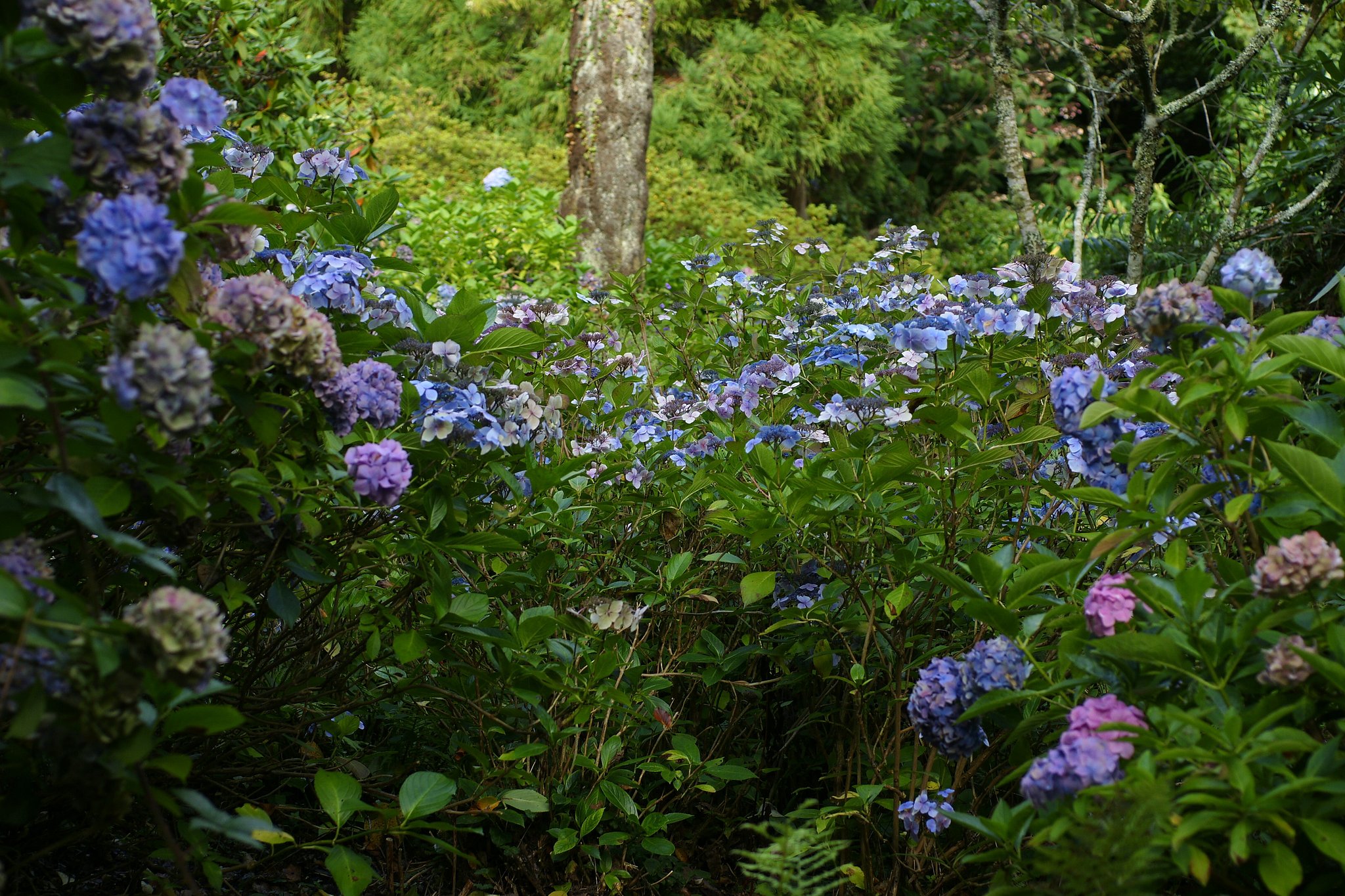 秋の紫陽花