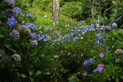 秋の紫陽花