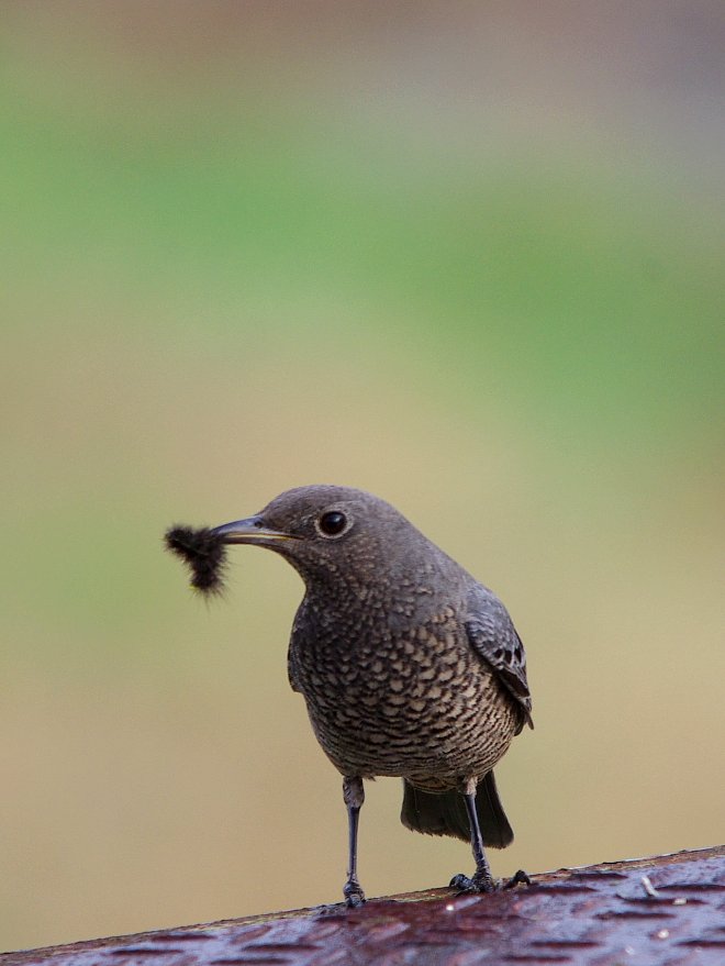 毛虫をくわえたイソヒヨドリ♀
