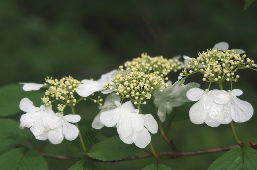 奥山に咲く「ノリウツギ」