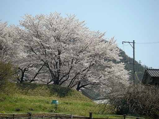 通りすがりの桜