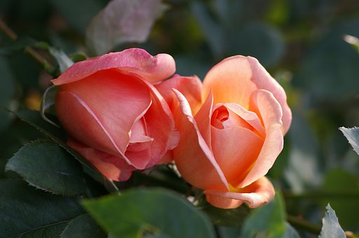 寄り添う薔薇