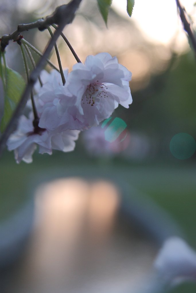 去りゆく桜・夕暮れ時